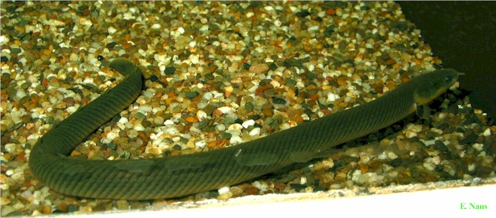 Serpent d'eau douce Erpetoichthys%20calabaricus