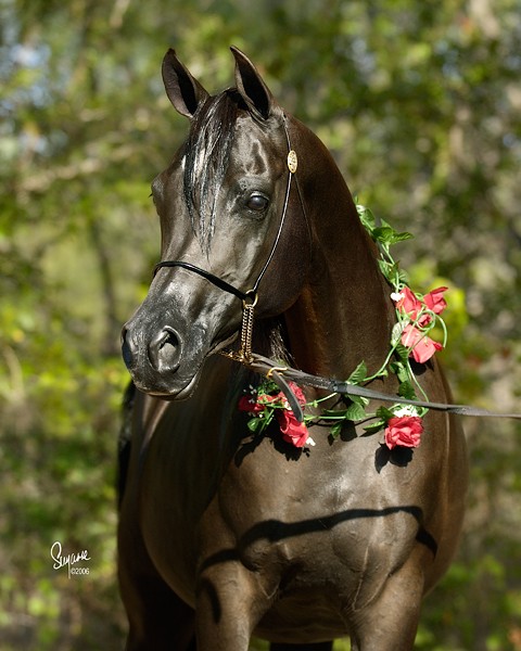 Shadow (My New Horse) Rhapsodyinblackroses