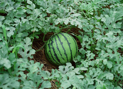النقاط الأساسية لنجاح زراعة البطيخ Large_1234178492