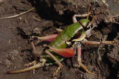 C'est quoi ? Anonconotus-alpinus-f-2