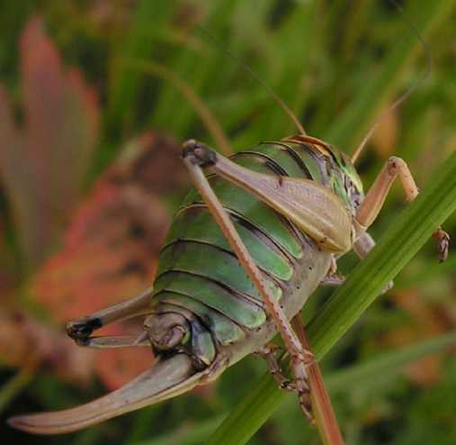 C'est quoi ? Anonconotus-alpinus-femelle-11