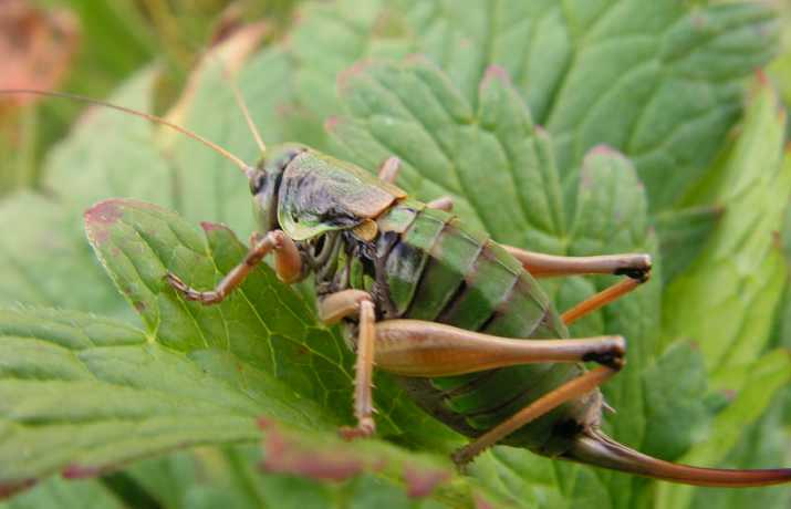 C'est quoi ? Anonconotus-alpinus-femelle-12