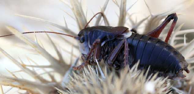 un vers pas jolie jolie fleur Anonconotus-alpinus-m-5