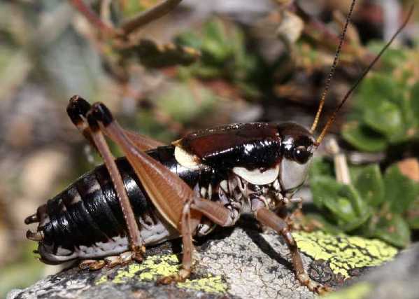 C'est quoi ? Anonconotus-alpinus-male-5