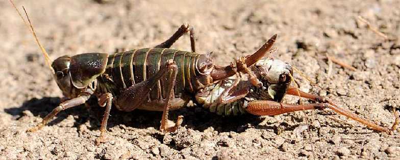 C'est quoi ? Anonconotus-baracunensis-copula