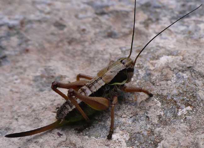 un vers pas jolie jolie fleur Anonconotus-baracunensis-femelle-1