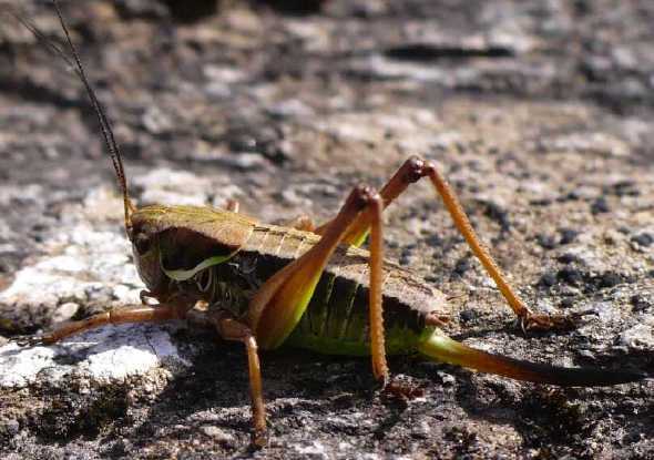 C'est quoi ? Anonconotus-baracunensis-femelle