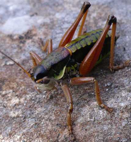 C'est quoi ? Anonconotus-baracunensis-male-1