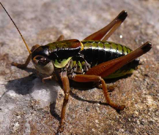 C'est quoi ? Anonconotus-baracunensis-male-2