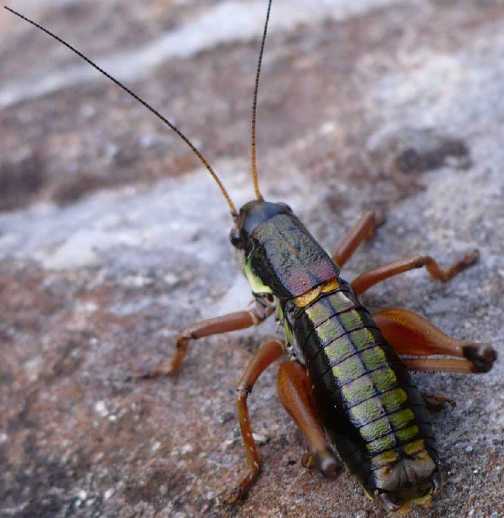 C'est quoi ? Anonconotus-baracunensis-male