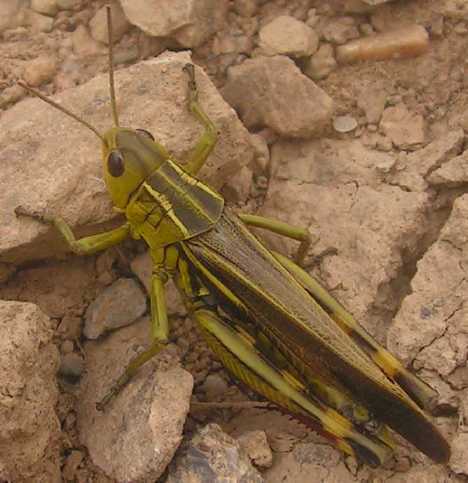 C'est quoi ? Arcyptera-fusca-male-10