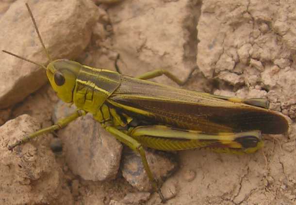 C'est quoi ? Arcyptera-fusca-male-11