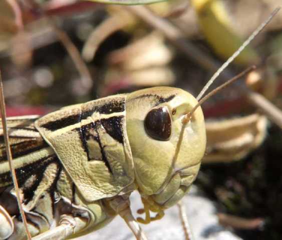 un vers pas jolie jolie fleur Arcyptera-fusca-tete-femelle