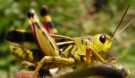 un vers pas jolie jolie fleur Arcyptera