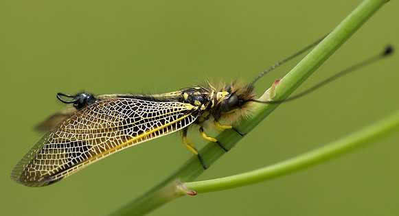 que suis-je -ajonc - 5 juin 2016 trouvé par Martine  Ascalaphus-longicornis-male-01