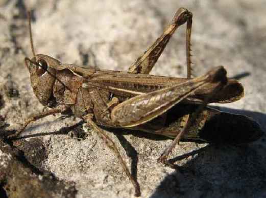 un vers pas jolie jolie fleur Chorthippus-biguttulus-f-2