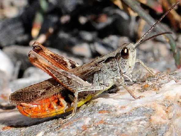 un vers pas jolie jolie fleur Chorthippus-pullus-male