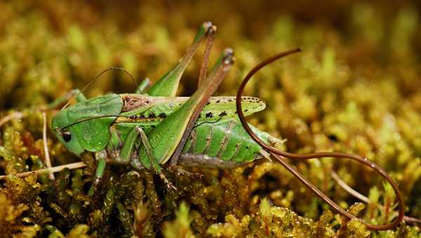 un vers pas jolie jolie fleur Decticus-Gordius