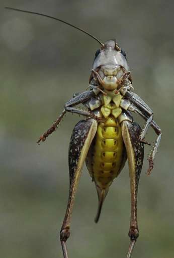 un vers pas jolie jolie fleur Decticus-verrucivorus-f-ventral