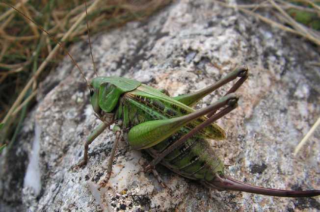 un vers pas jolie jolie fleur Decticus-verrucivorus-femelle-12