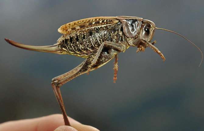 un vers pas jolie jolie fleur Decticus-verrucivorus-femelle-alpine