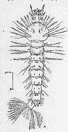 Larve de ? LarveAnophelesmac