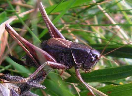 C'est quoi ? Metrioptera-saussuriana-femelle-1