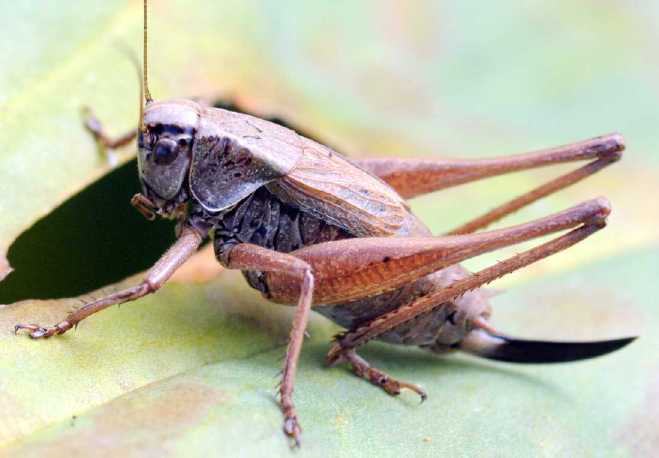 un vers pas jolie jolie fleur Metrioptera-saussuriana-femelle-7