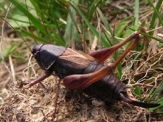 un vers pas jolie jolie fleur Metrioptera-saussuriana-femelle