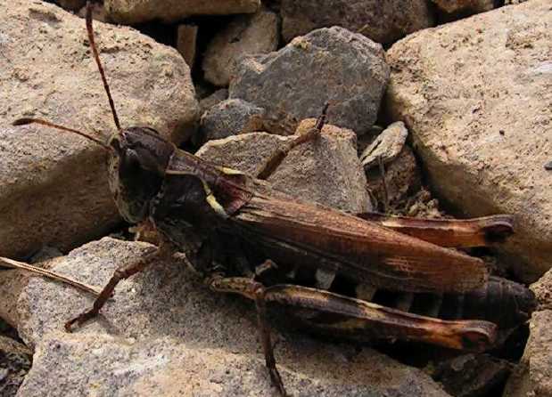 C'est quoi ? Myrmeleotettix-maculatus-male-5