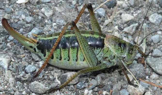 un vers pas jolie jolie fleur Polysarcus-denticauda-femelle-gregaire