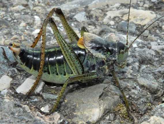 C'est quoi ? Polysarcus-denticauda-male-gregaire