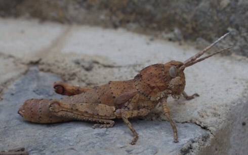 un vers pas jolie jolie fleur Prionotropis