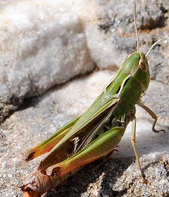 un vers pas jolie jolie fleur Stenobothrus-lineatus-copula-1