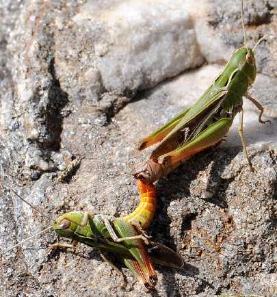 un vers pas jolie jolie fleur Stenobothrus-lineatus-copula