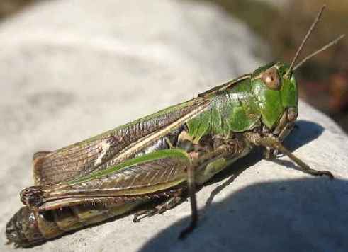 un vers pas jolie jolie fleur Stenobothrus-lineatus-f-2