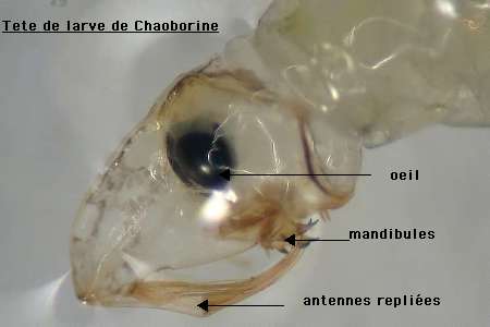 Larve de ? Tete-larve-Chaoborine