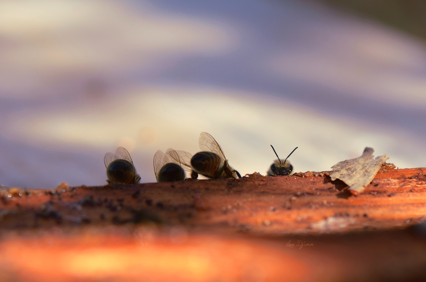 Photos d'insectes Abeilles-quatre