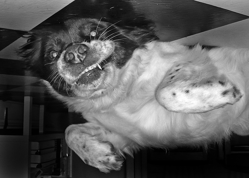 Upside Down Dogs Gallery Upside_down_dog