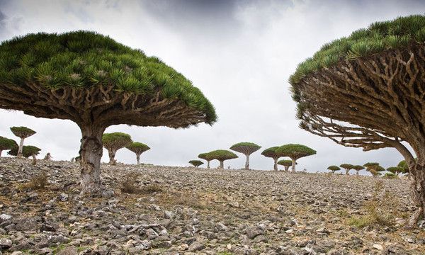 L’ÎLE DE SOCOTRA 4f527533