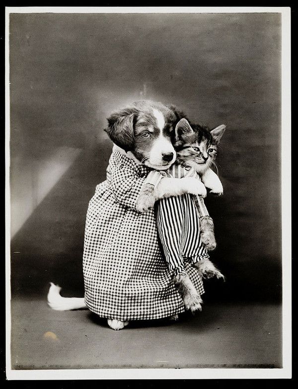 PHOTOGRAPHIES DE CHATS ET CHIOTS DE 1915 5858131f