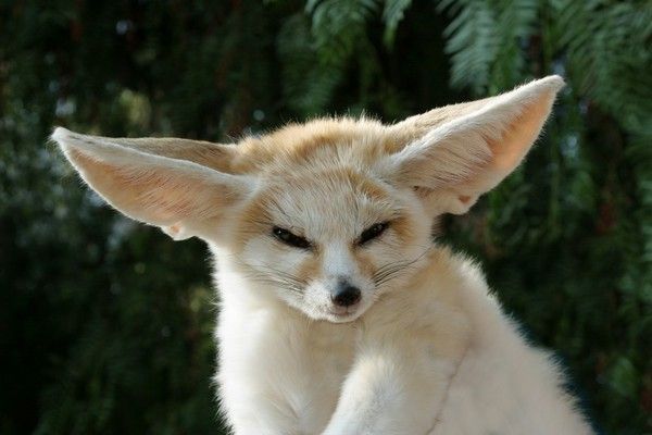 ANIMAUX : FENNECS (texte + photos) C3dec002