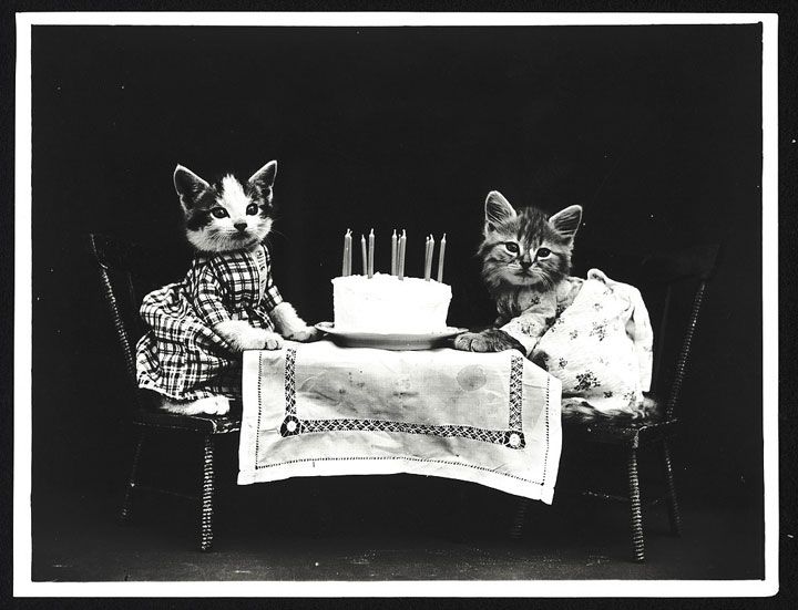 PHOTOGRAPHIES DE CHATS ET CHIOTS DE 1915 2cca4414