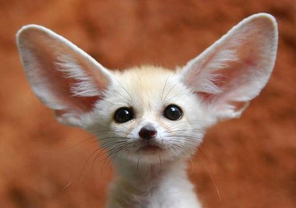 ANIMAUX : FENNECS (texte + photos) Be051e0d