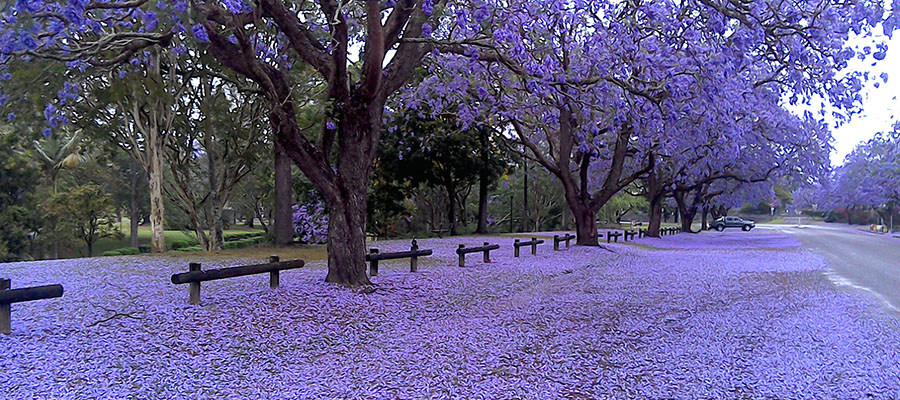 A la luz de la luna. - Página 7 Buenos-Aires-en-primavera-jacarandas