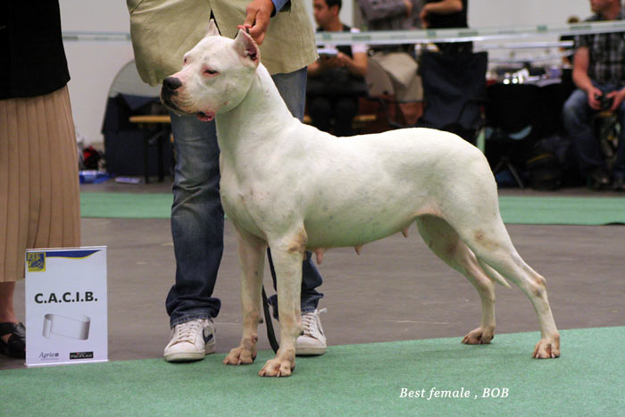 WORLD DOG SHOW - informace sem, prosm - Strnka 2 IMG_3783-WW-08