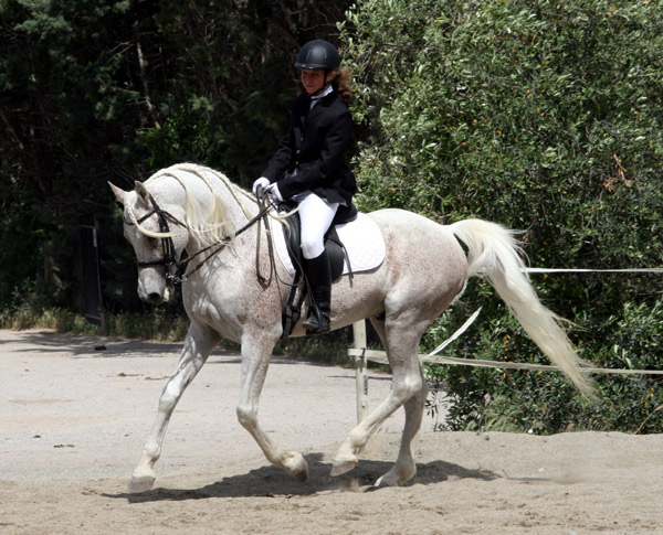 Vends très beau hongre 1m58 dressage-spectacle-balade Sai-Saussan05.11-141.m