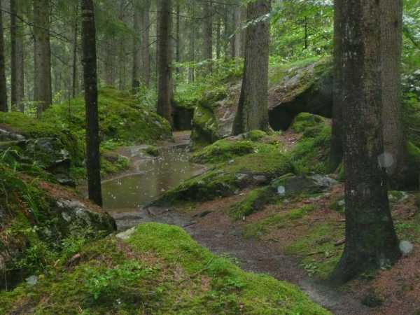 Der Wald Regen