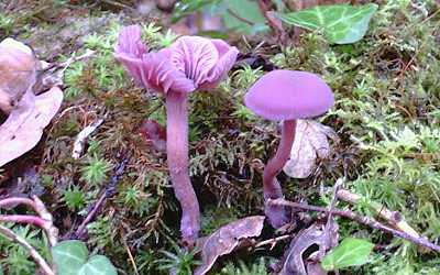 champignons Amethyst