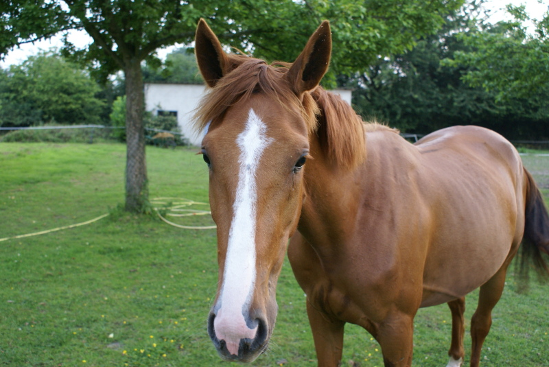 Vos animaux de compagnie Kerry